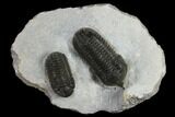 Morocconites & Austerops Trilobites - Ofaten, Morocco #119634-1